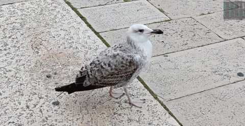 Segue i pescatori, li chiama e pretende del cibo: � Pasquale, il gabbiano di N-d�rr'a la lanze
